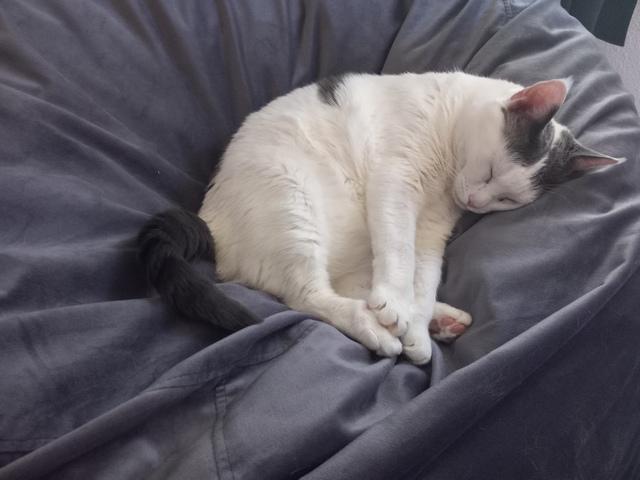 Muffin, a Adoptable Domestic Short Hair in Portland, OR image 4/6