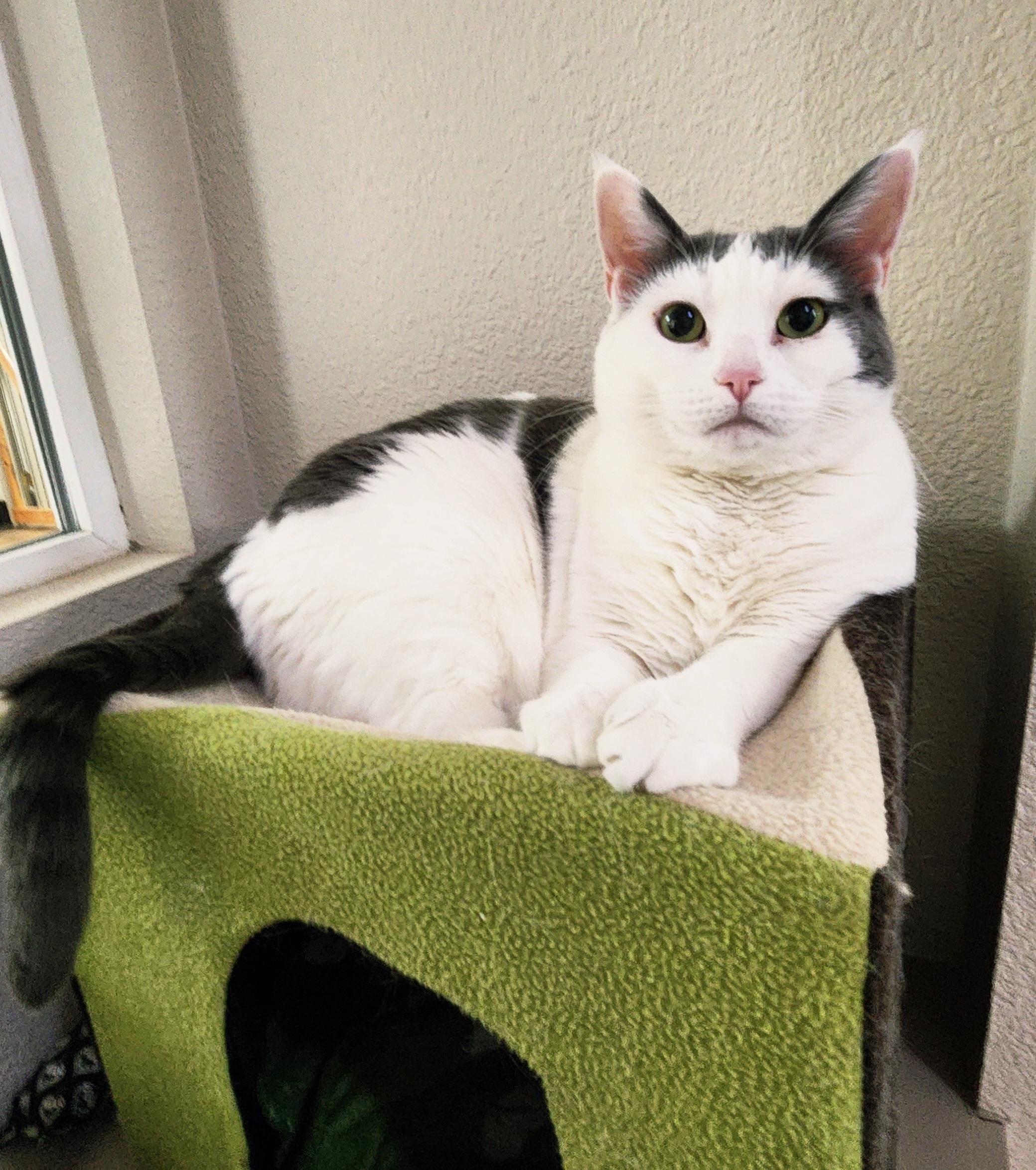 Muffin, a Adoptable Domestic Short Hair in Portland, OR image 5/6