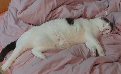 Muffin, a Adoptable Domestic Short Hair in Portland, OR image 6/6