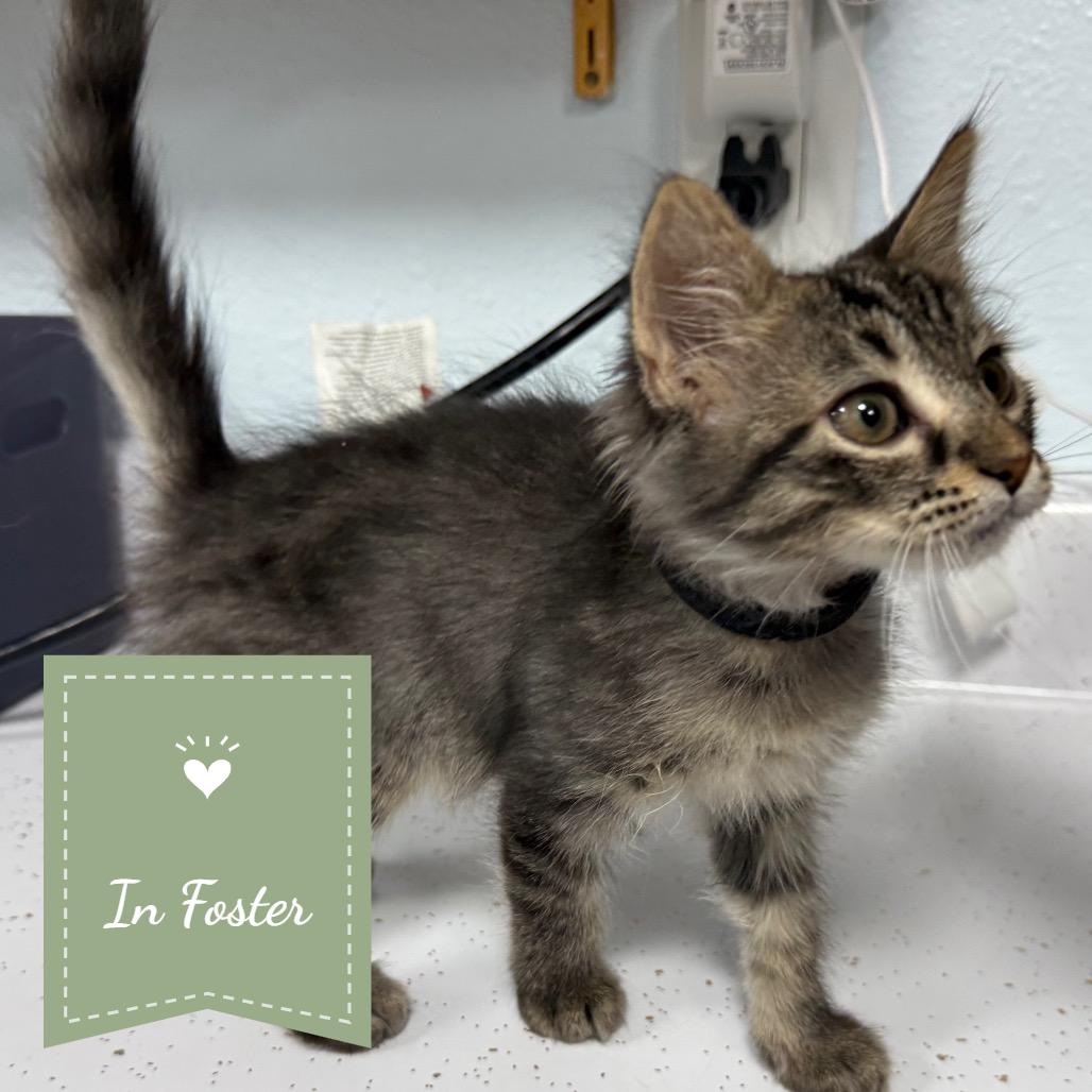 Michonne, Adoptable, Young Female Domestic Medium Hair.