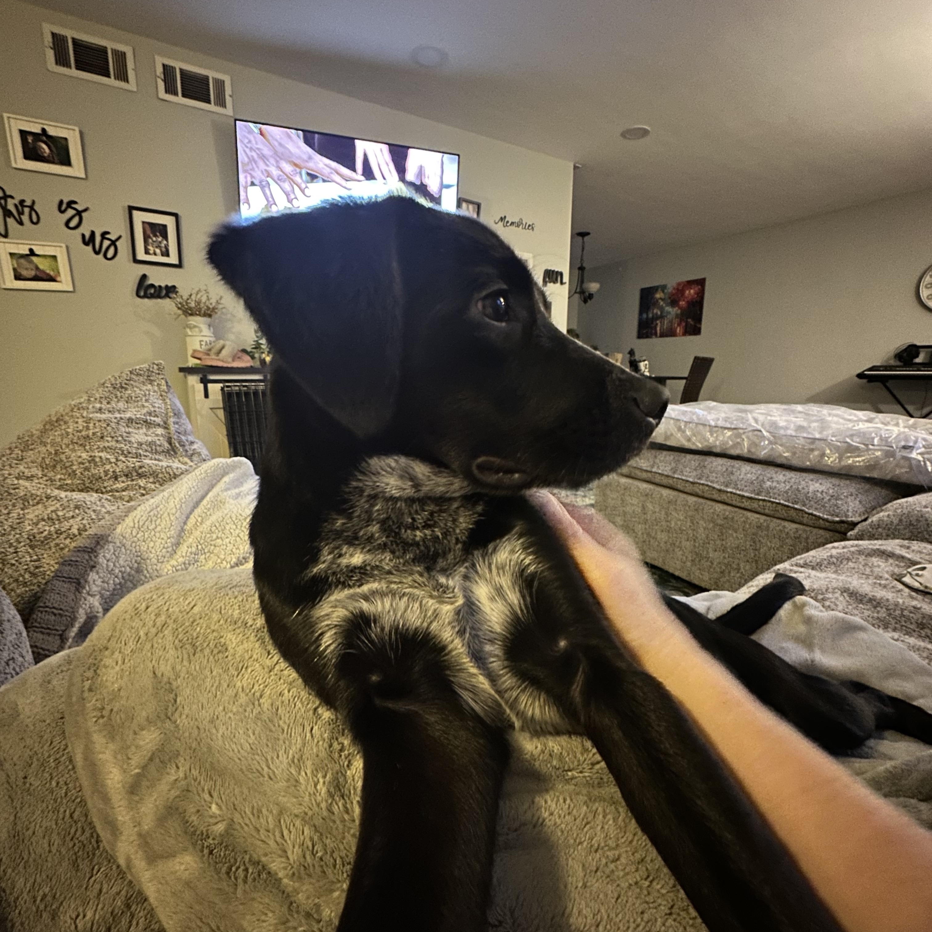 Enlarge Larry, a Adopted mixed breed in Naperville, IL image 3/6