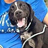 Enlarge Larry, a Adopted mixed breed in Naperville, IL image 1/6