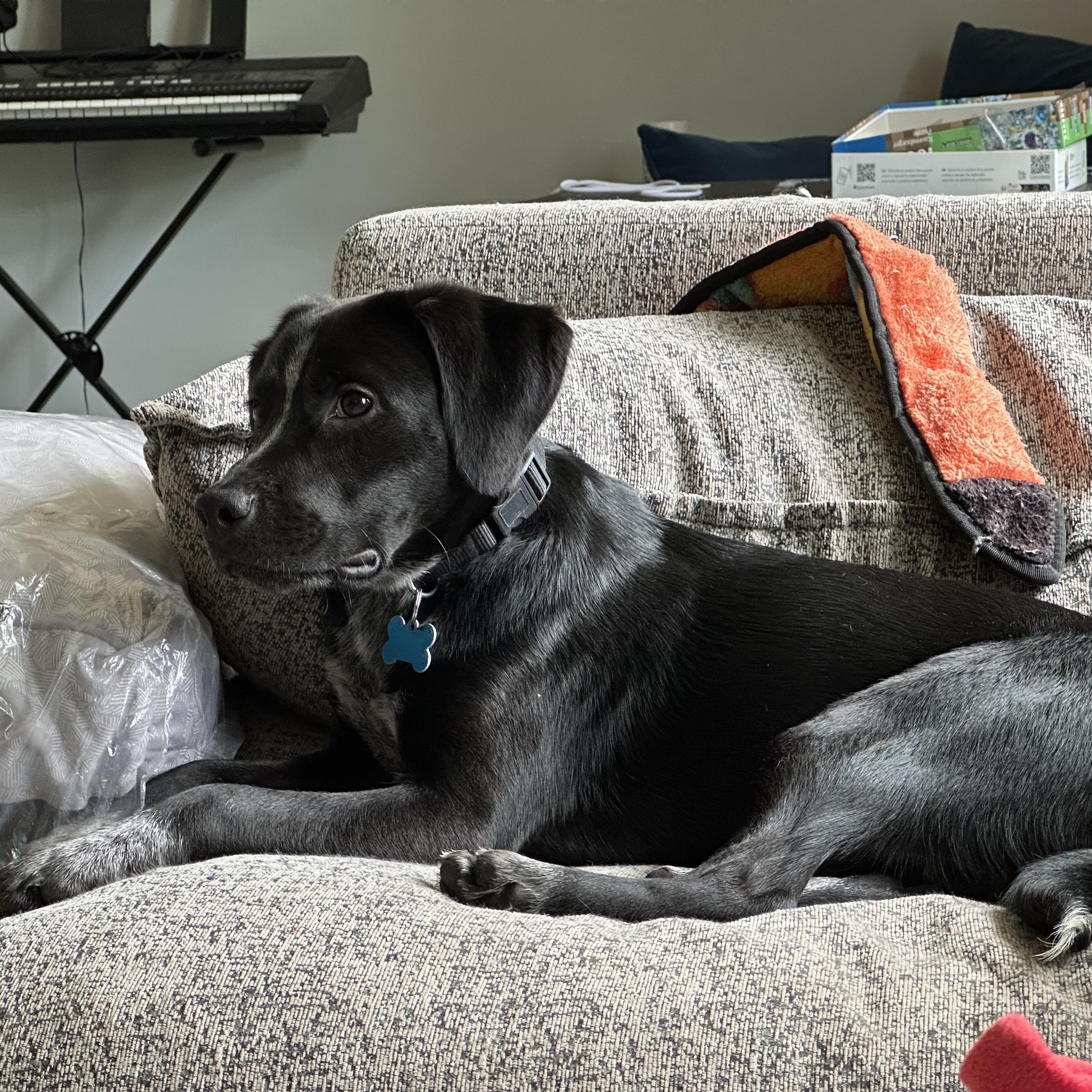 Enlarge Larry, a Adopted mixed breed in Naperville, IL image 4/6