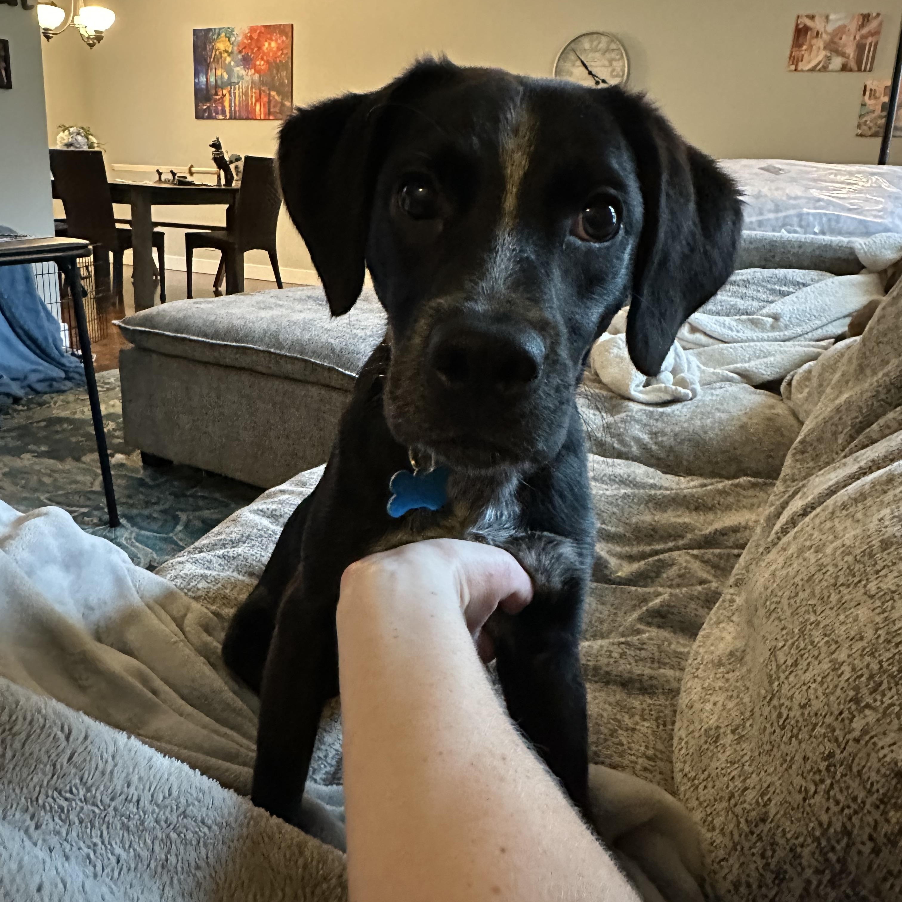Enlarge Larry, a Adopted mixed breed in Naperville, IL image 2/6