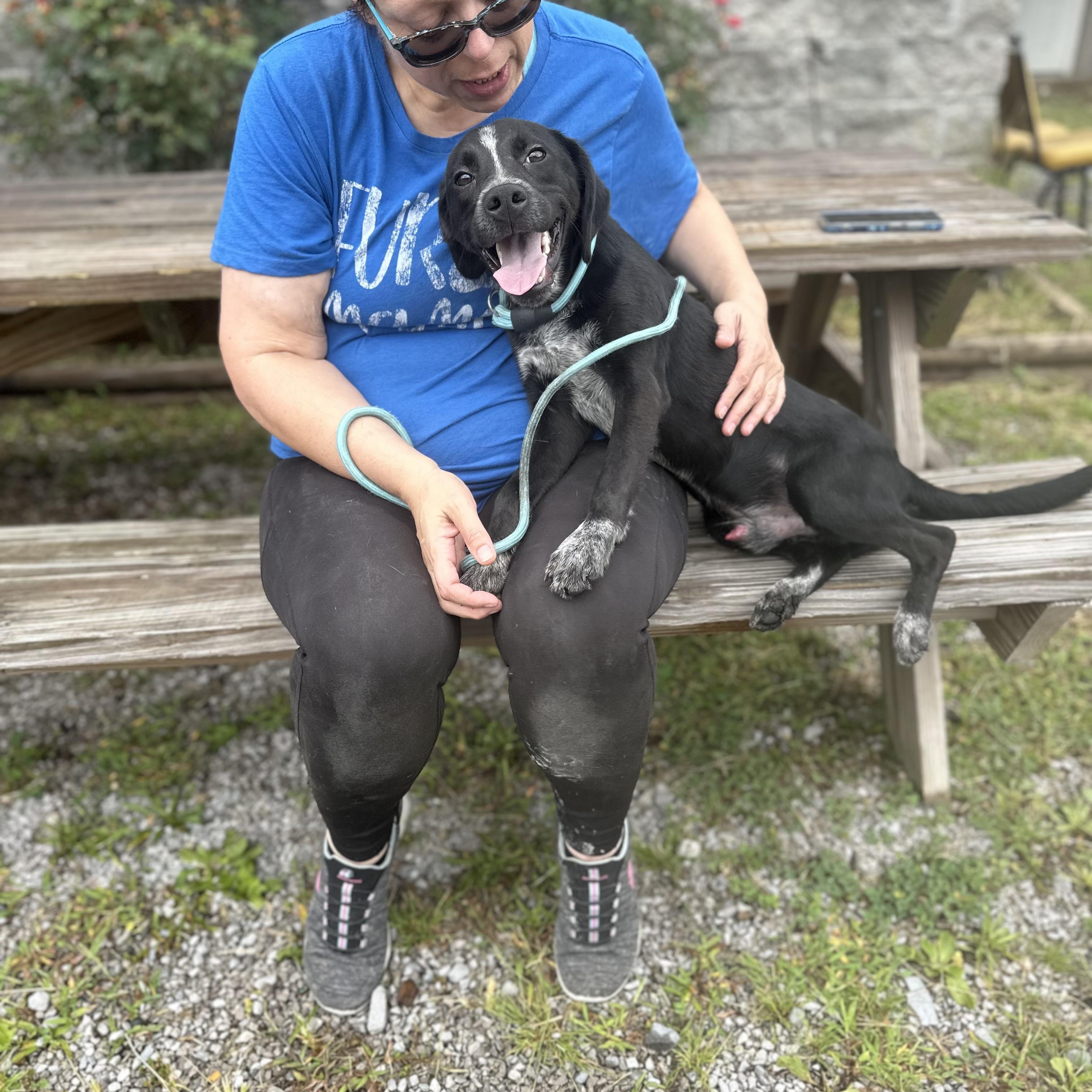Enlarge Larry, a Adopted mixed breed in Naperville, IL image 5/6