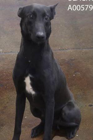 Enlarge Big Betta, a Adoptable Shepherd in Westminster, CO image 1/3