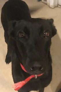 Enlarge Big Betta, a Adoptable Shepherd in Westminster, CO image 2/3