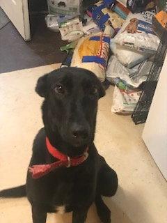 Enlarge Big Betta, a Adoptable Shepherd in Westminster, CO image 3/3