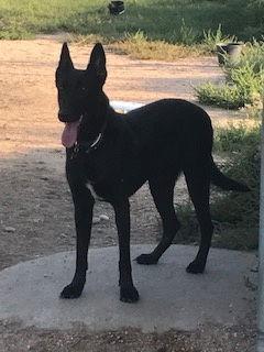 Enlarge Big Betta, a Adoptable Shepherd in Westminster, CO image 3/3