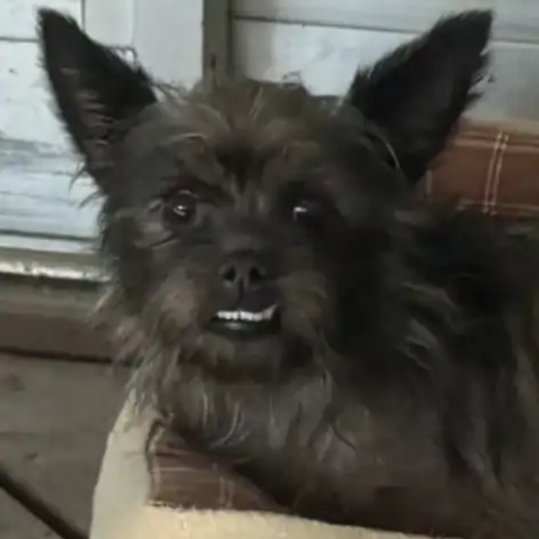 Enlarge EVIE, a Adoptable mixed breed in Marion, IN image 1/2