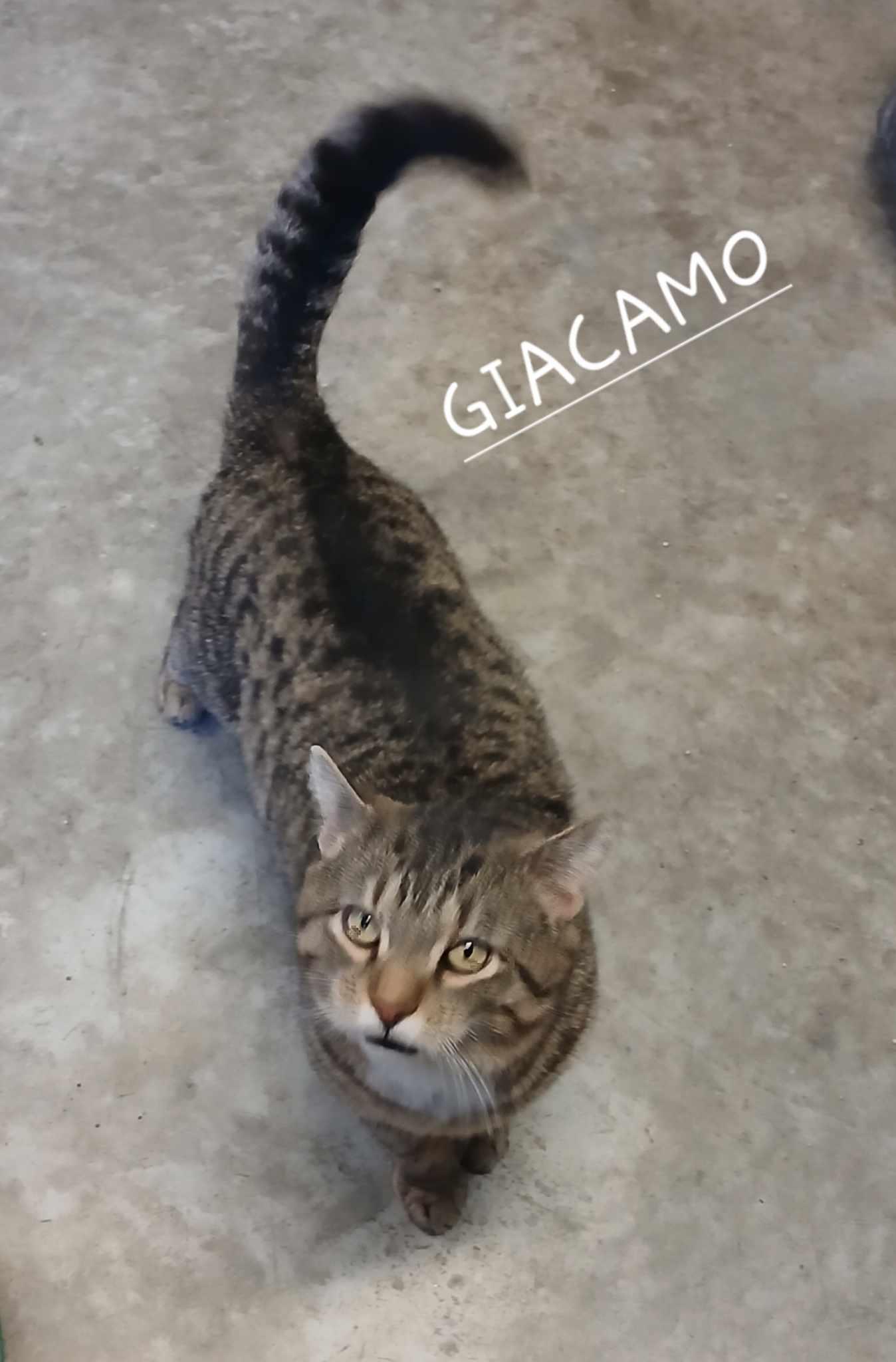 Giacamo photo 5
