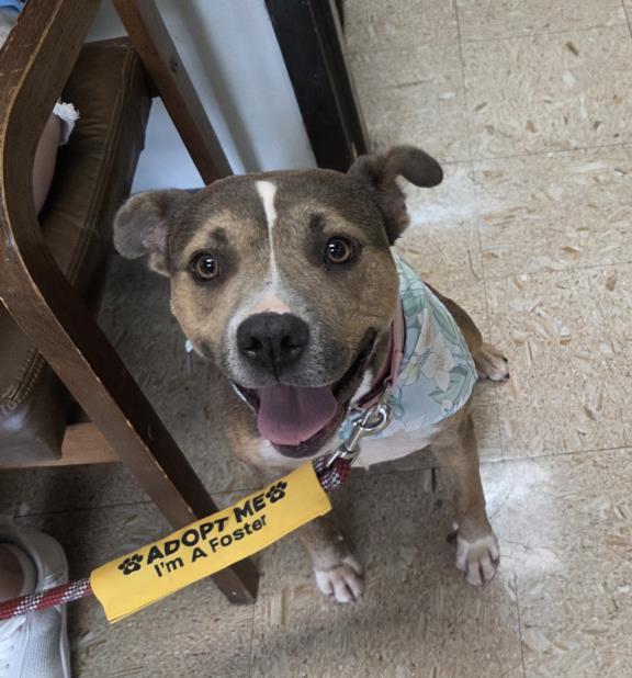 SANDY, Adoptable, Adult Female Pit Bull Terrier & Mixed Breed.