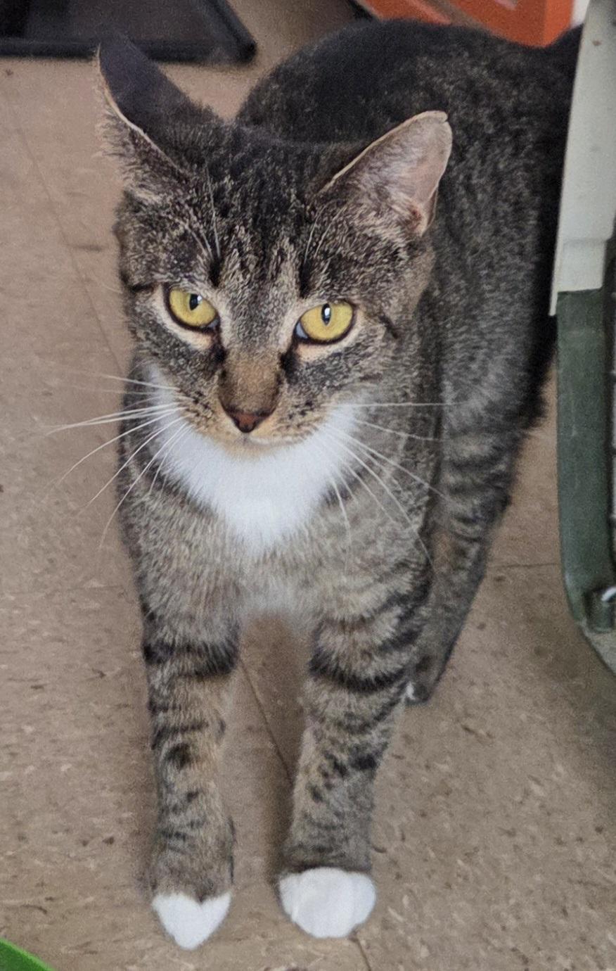Enlarge Livvie, a Adoptable Domestic Short Hair in Mansfield Center, CT image 1/1