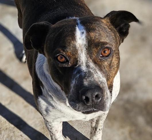 Enlarge Butch, a Adoptable mixed breed in Woburn, MA image 2/6