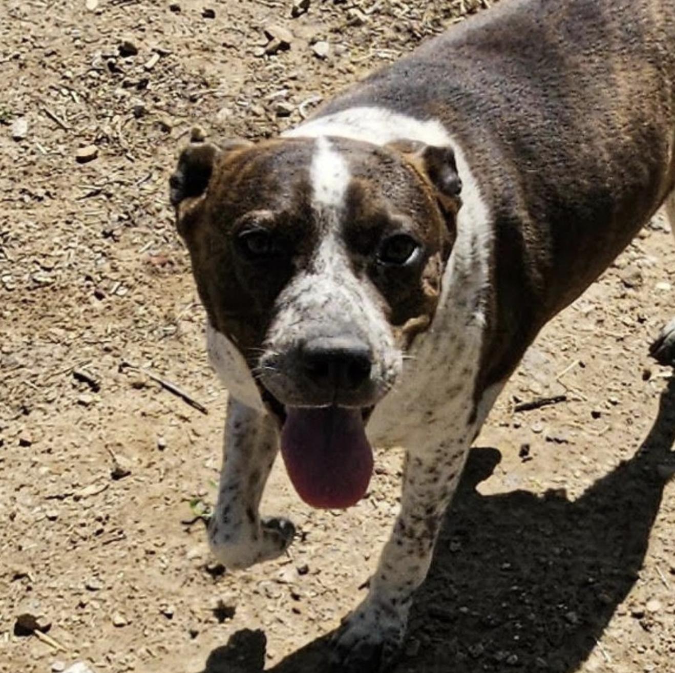 Enlarge Butch, a Adoptable mixed breed in Woburn, MA image 3/6