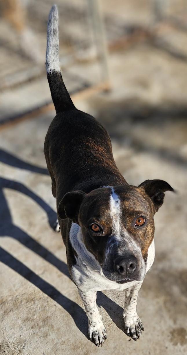 Enlarge Butch, a Adoptable mixed breed in Woburn, MA image 4/6