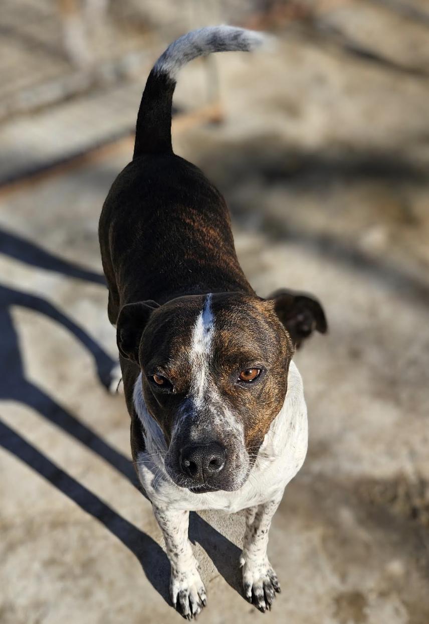 Enlarge Butch, a Adoptable mixed breed in Woburn, MA image 5/6
