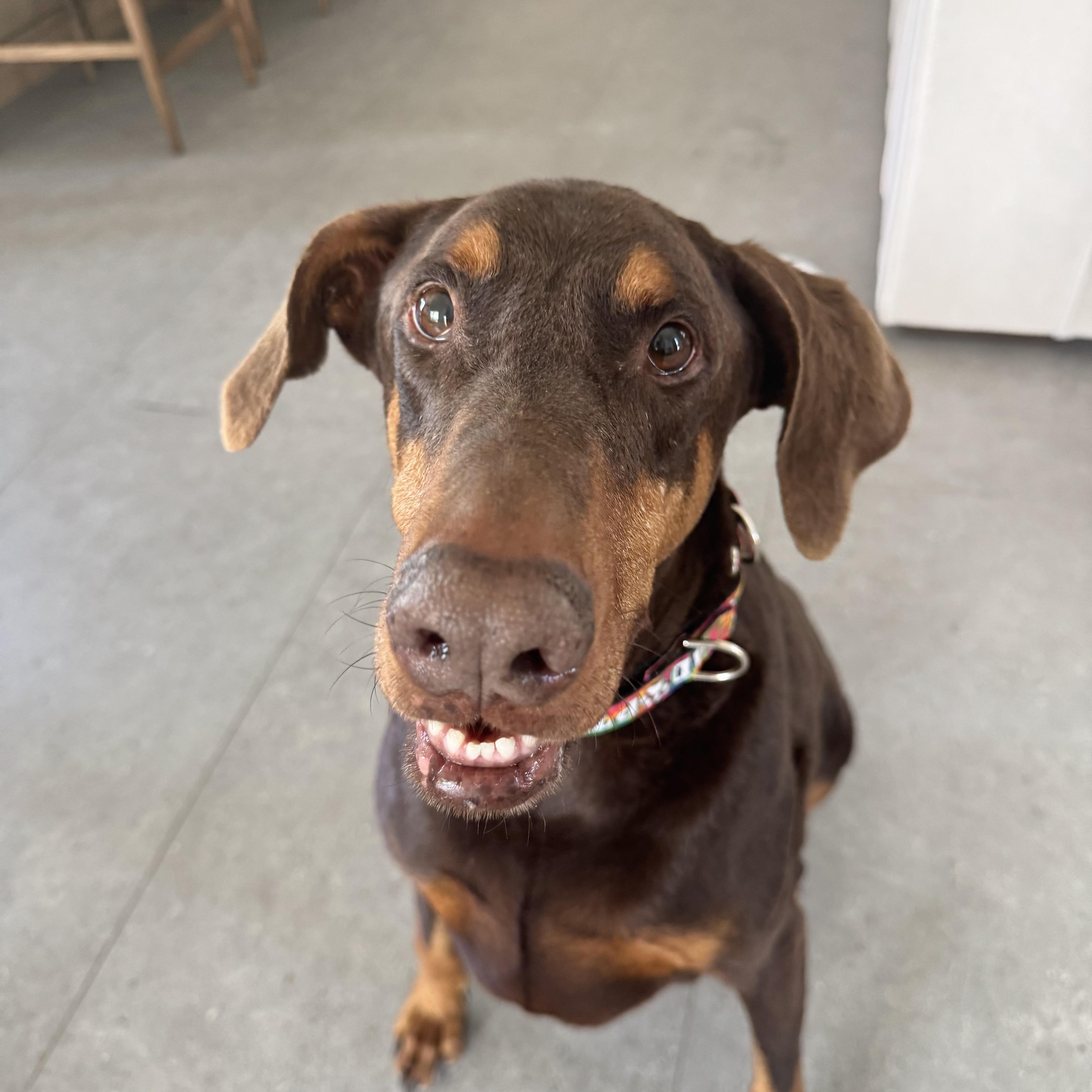 Enlarge Hanzo, a ADOPTABLE Doberman Pinscher in Phoenix, AZ image 4/5