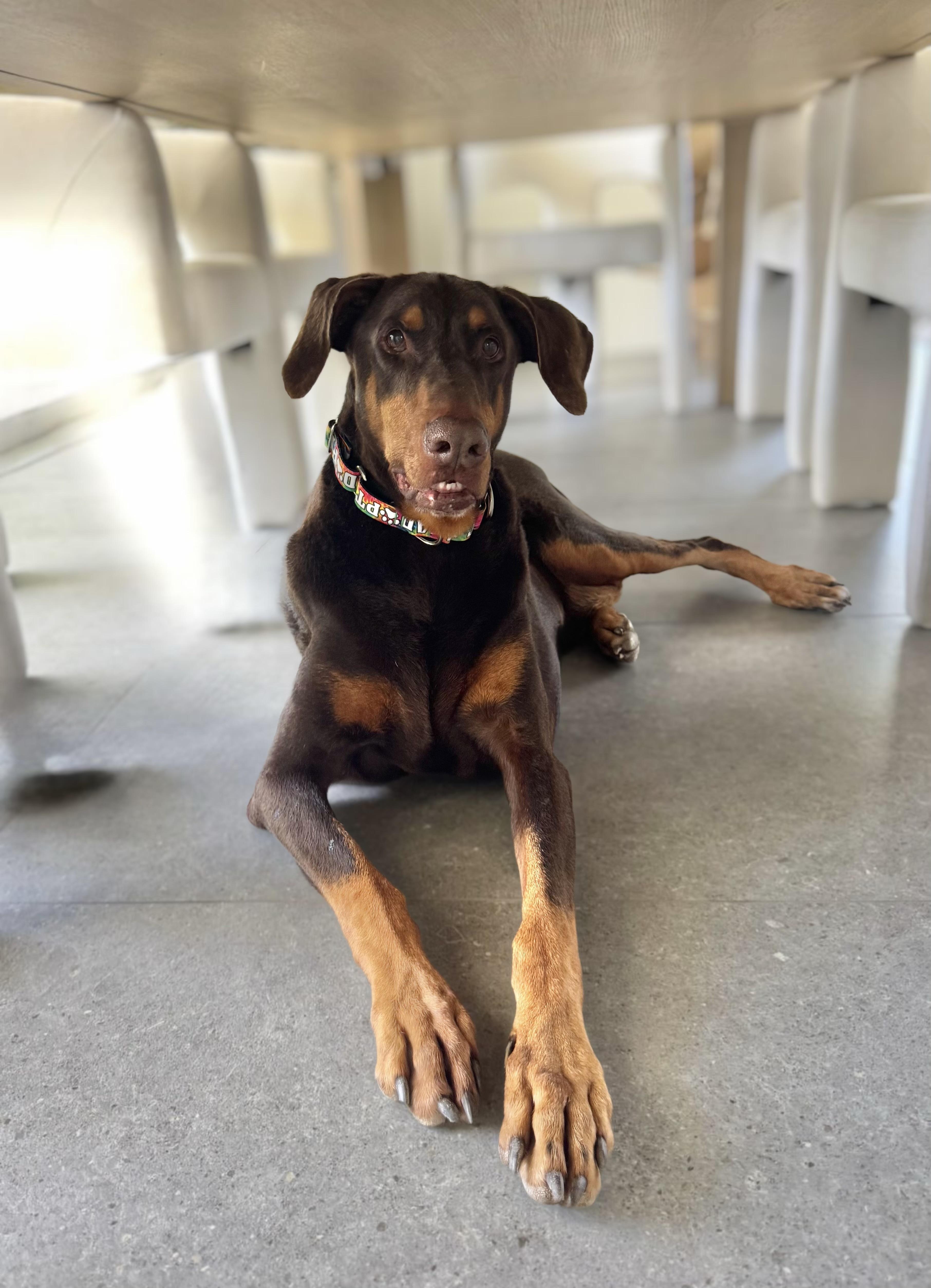 Enlarge Hanzo, a ADOPTABLE Doberman Pinscher in Phoenix, AZ image 3/5