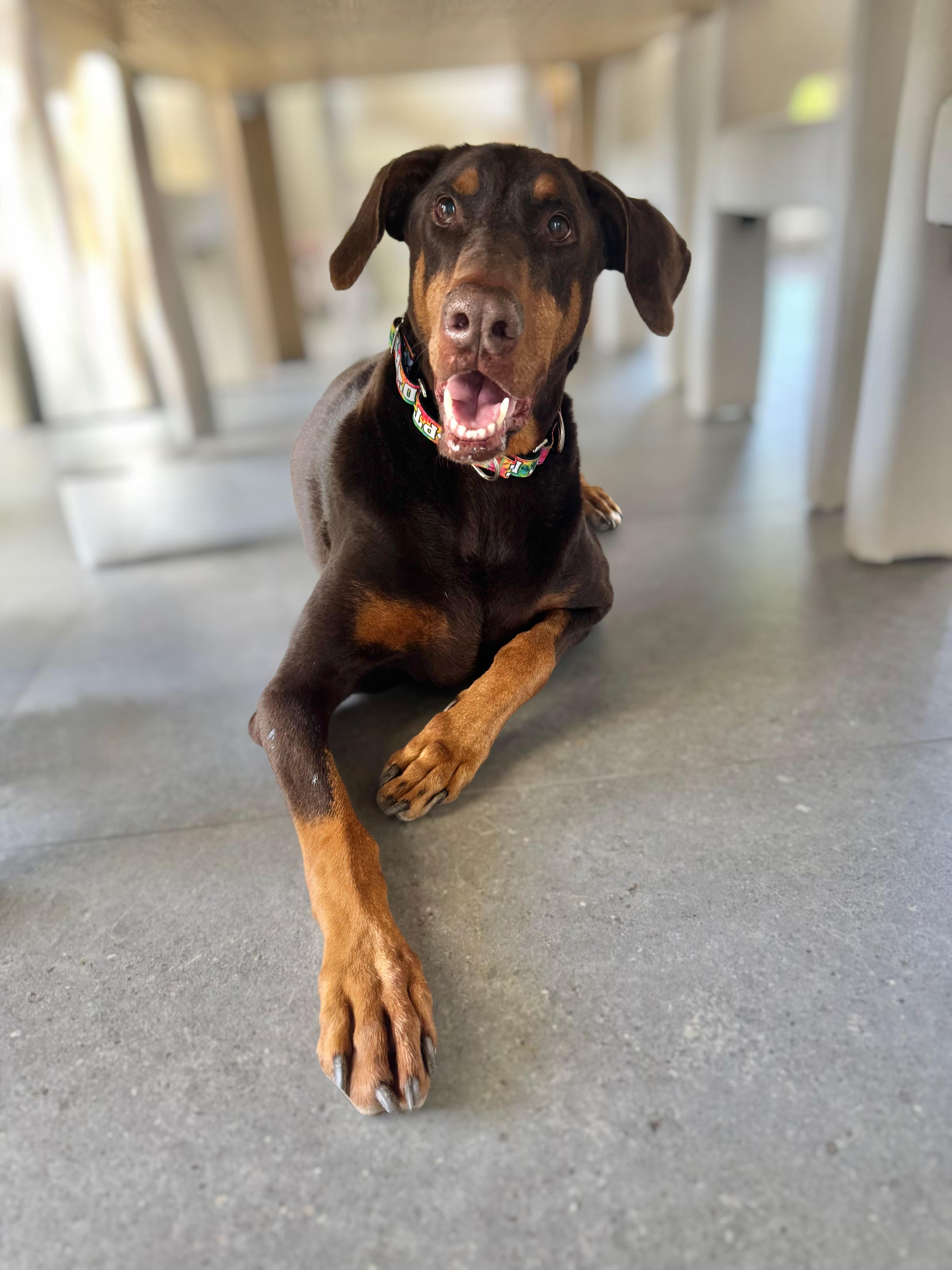 Enlarge Hanzo, a ADOPTABLE Doberman Pinscher in Phoenix, AZ image 2/5