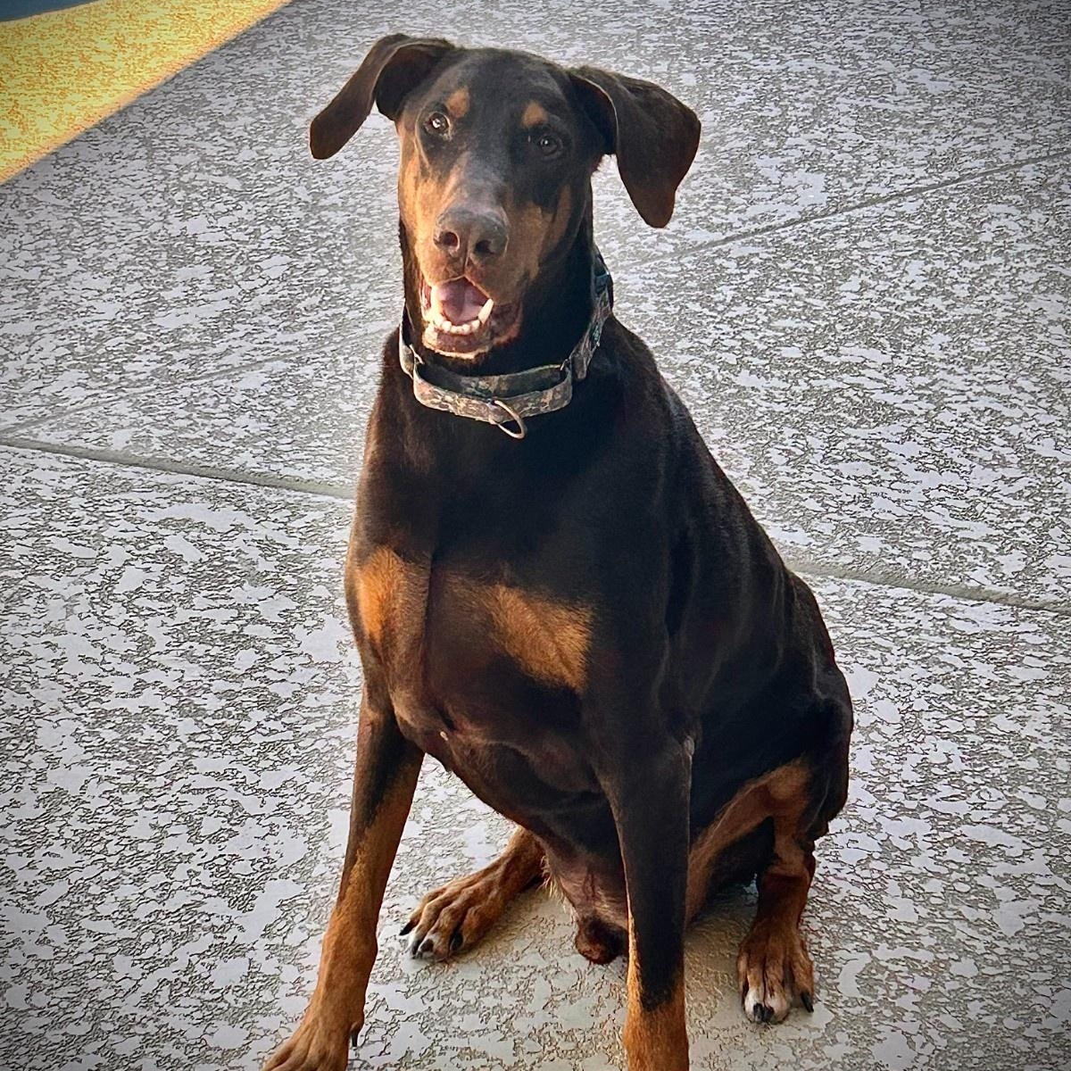 Hanzo, ADOPTABLE, Adult Male Doberman Pinscher.