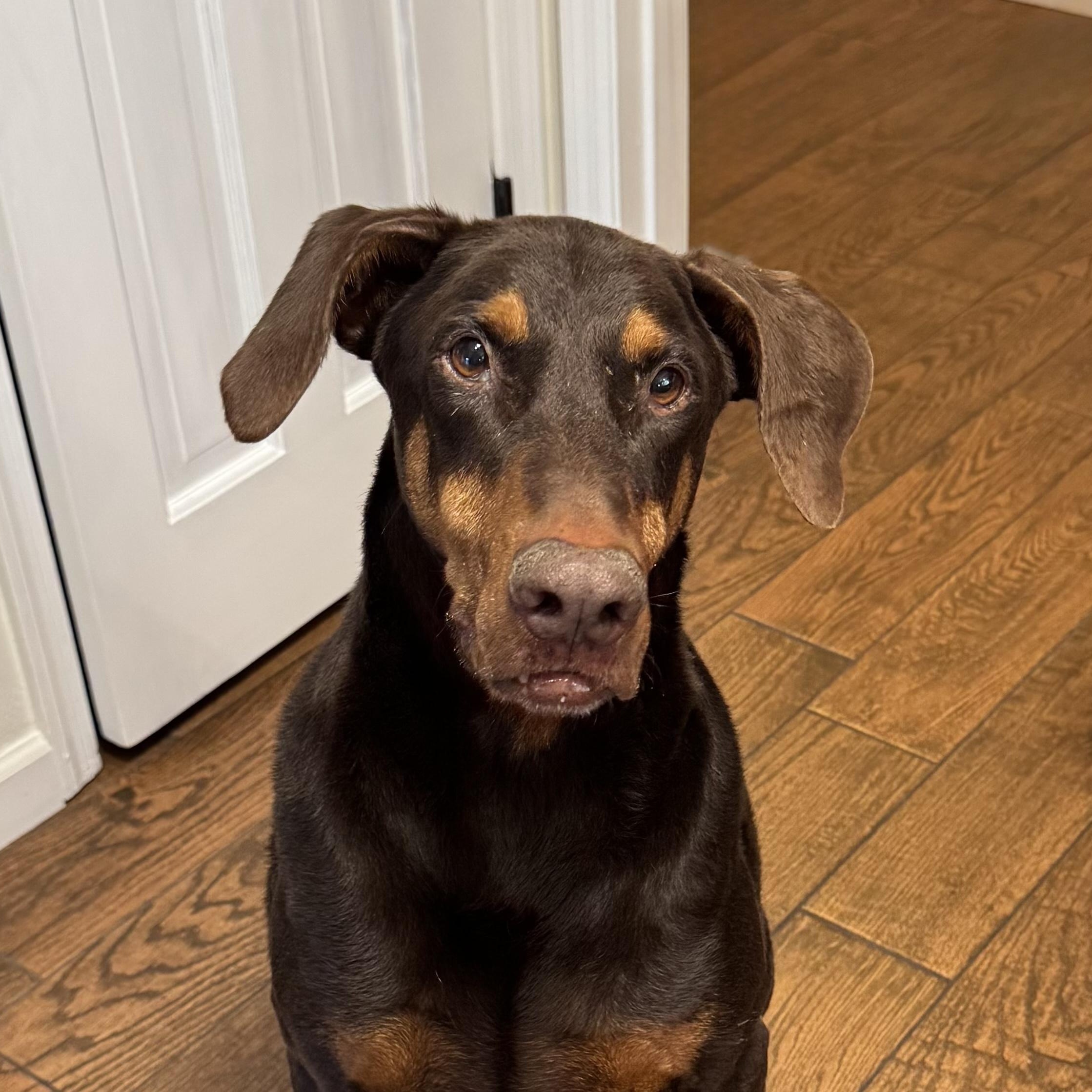 Enlarge Hanzo, a ADOPTABLE Doberman Pinscher in Phoenix, AZ image 5/5