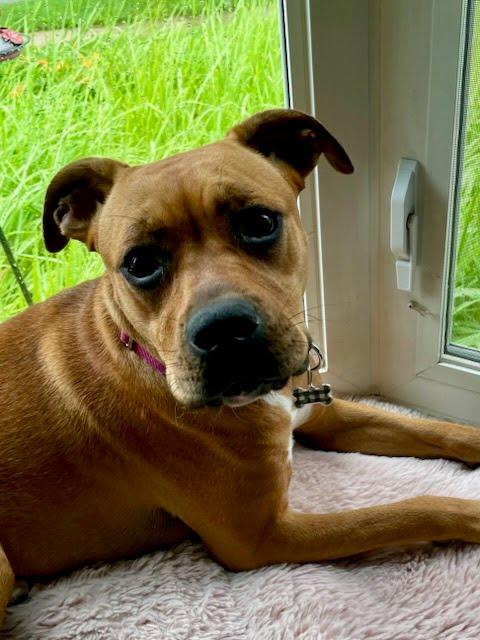 Enlarge Amy, a ADOPTABLE mixed breed in Oswego, IL image 2/4