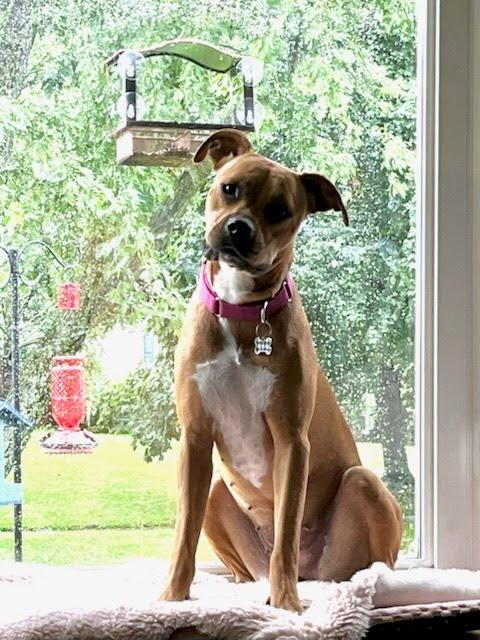 Enlarge Amy, a ADOPTABLE mixed breed in Oswego, IL image 1/4