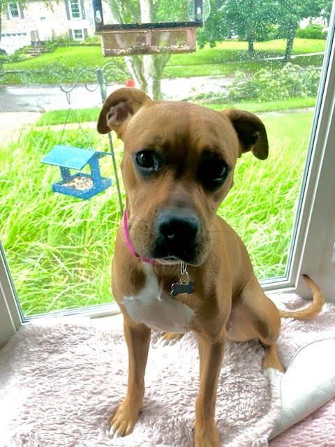 Enlarge Amy, a ADOPTABLE mixed breed in Oswego, IL image 4/4