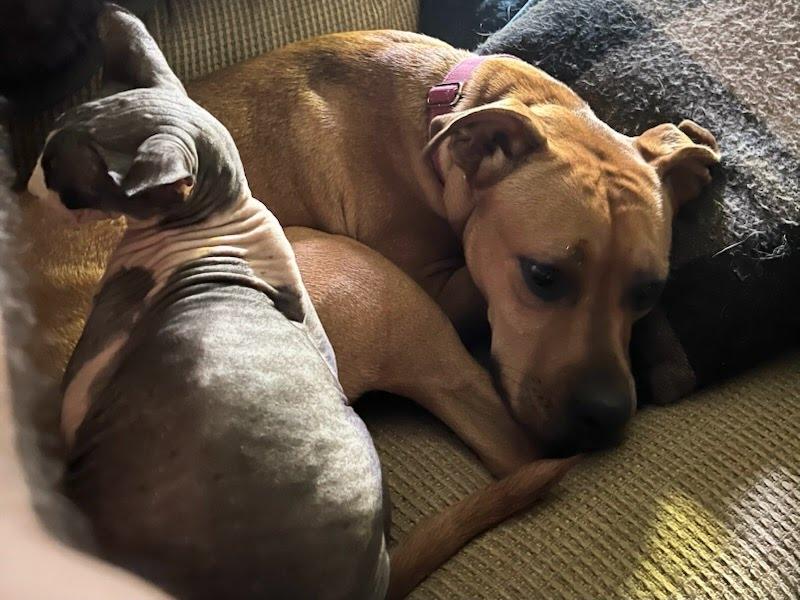 Enlarge Amy, a ADOPTABLE mixed breed in Oswego, IL image 3/4