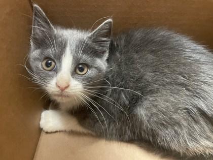 Lavender Haze, Adoptable, Young Female Domestic Short Hair & Domestic Short Hair.