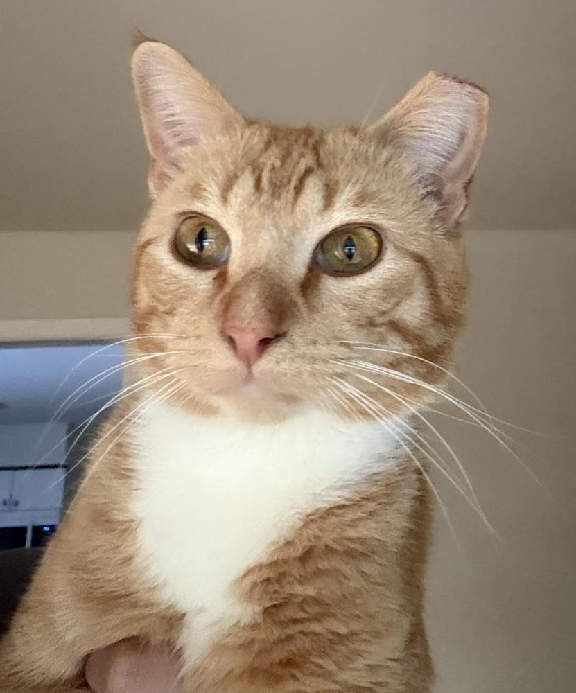 Sonny, Adoptable, Adult Male Domestic Short Hair.