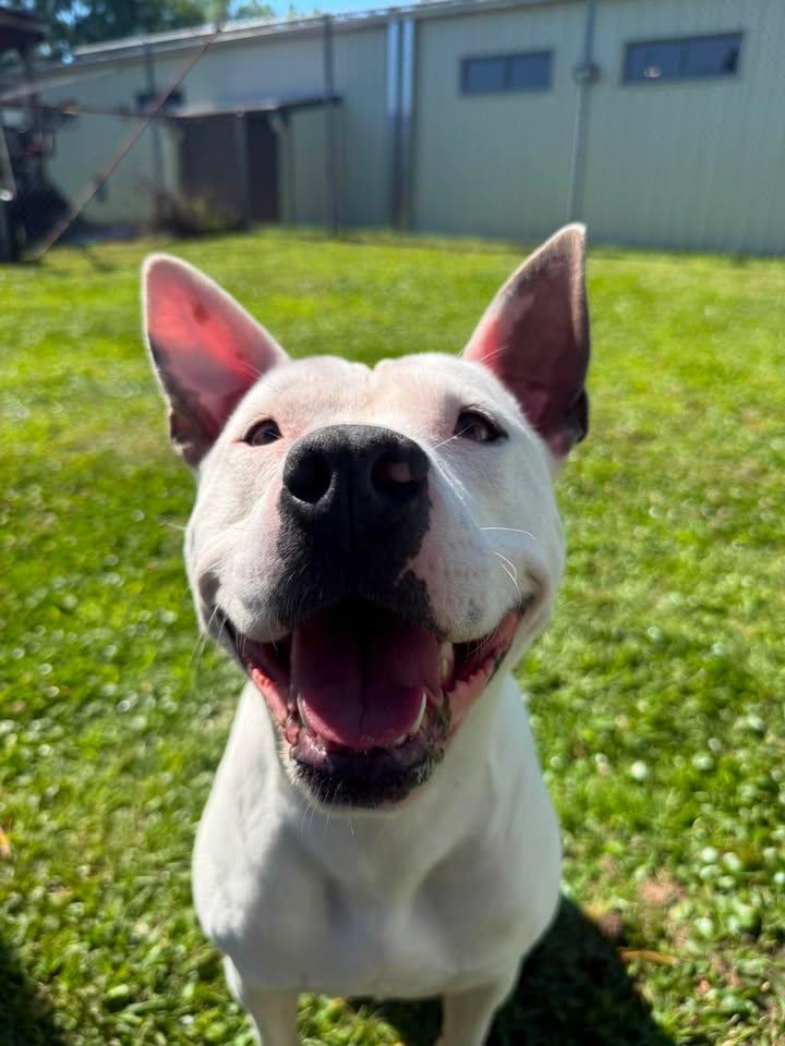 Shorty Girl, adoptable, Adult Female Mixed Breed.