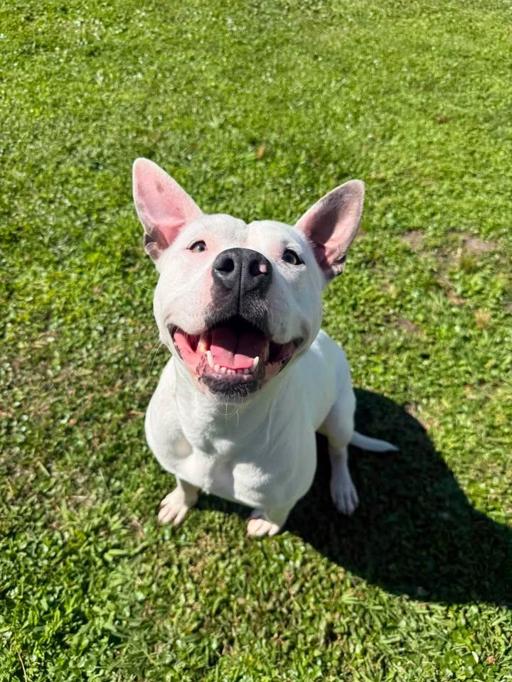 Shorty Girl, an adoptable Mixed Breed in Wilmington, NC image 2/2