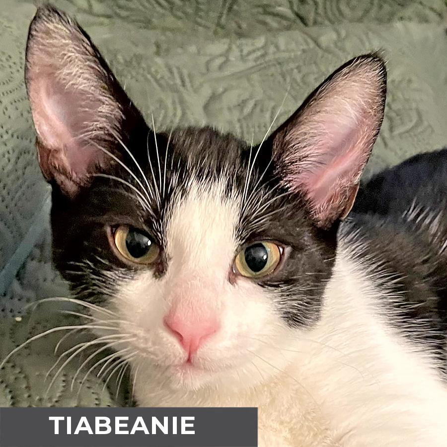 Tiabeanie
