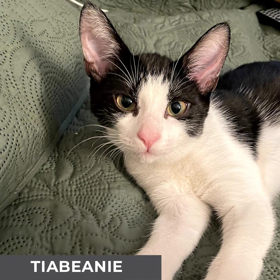 Tiabeanie