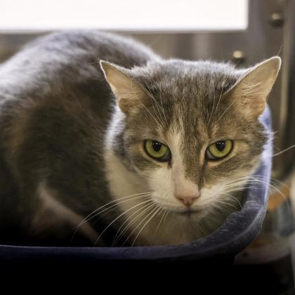 Buddy, Adoptable, Adult Male Domestic Short Hair & Domestic Short Hair.