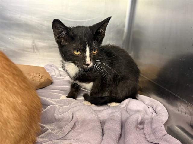 RHAEGAL, Adoptable, Kitten Male Domestic Short Hair & Domestic Short Hair.