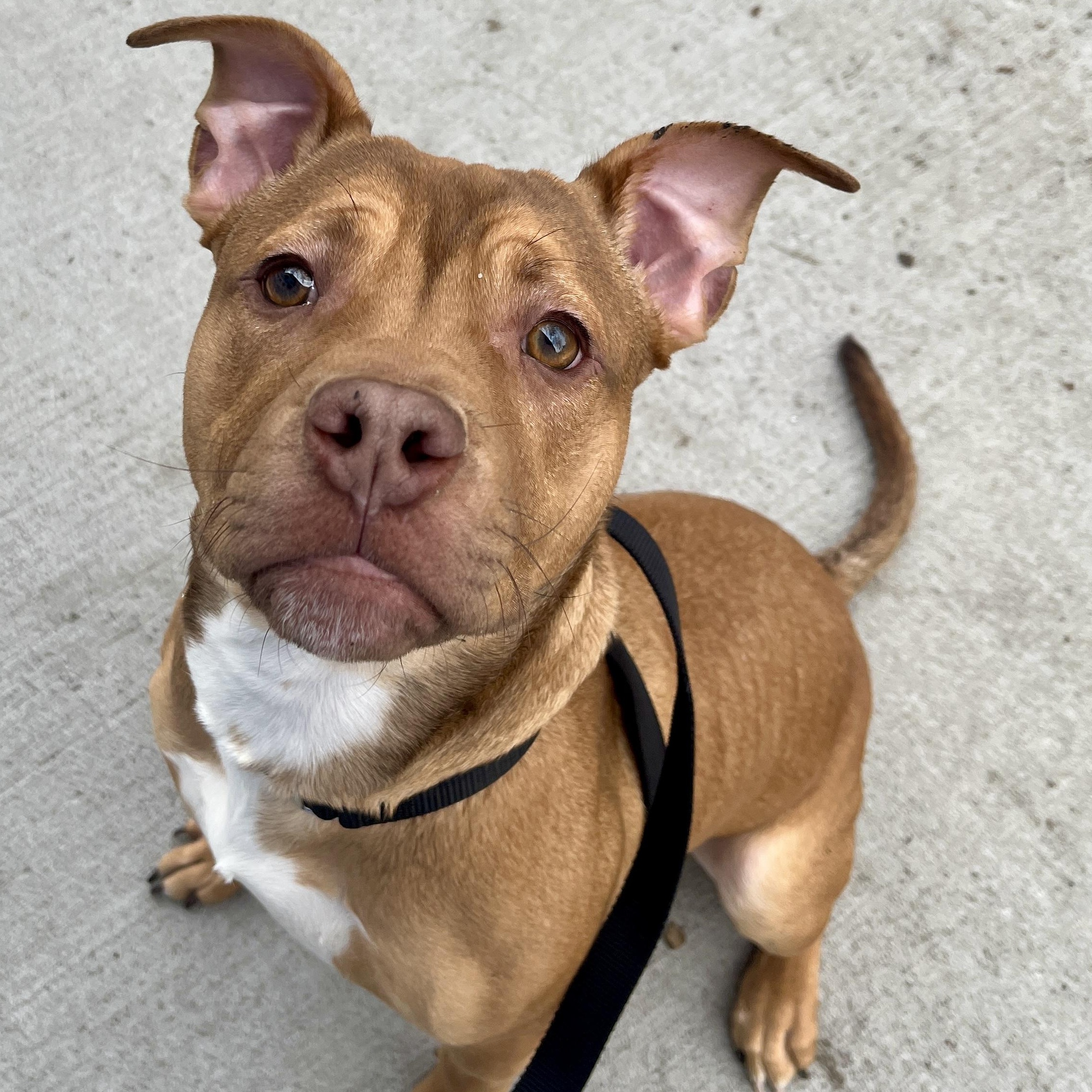 Cade, ADOPTABLE, Young Male Mixed Breed.