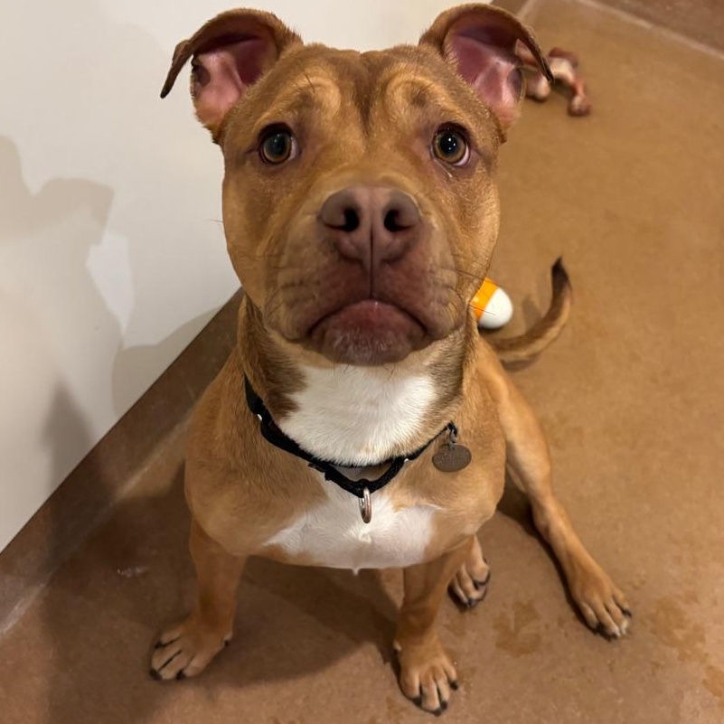 Enlarge Cade, a ADOPTABLE mixed breed in Chicago, IL image 3/3