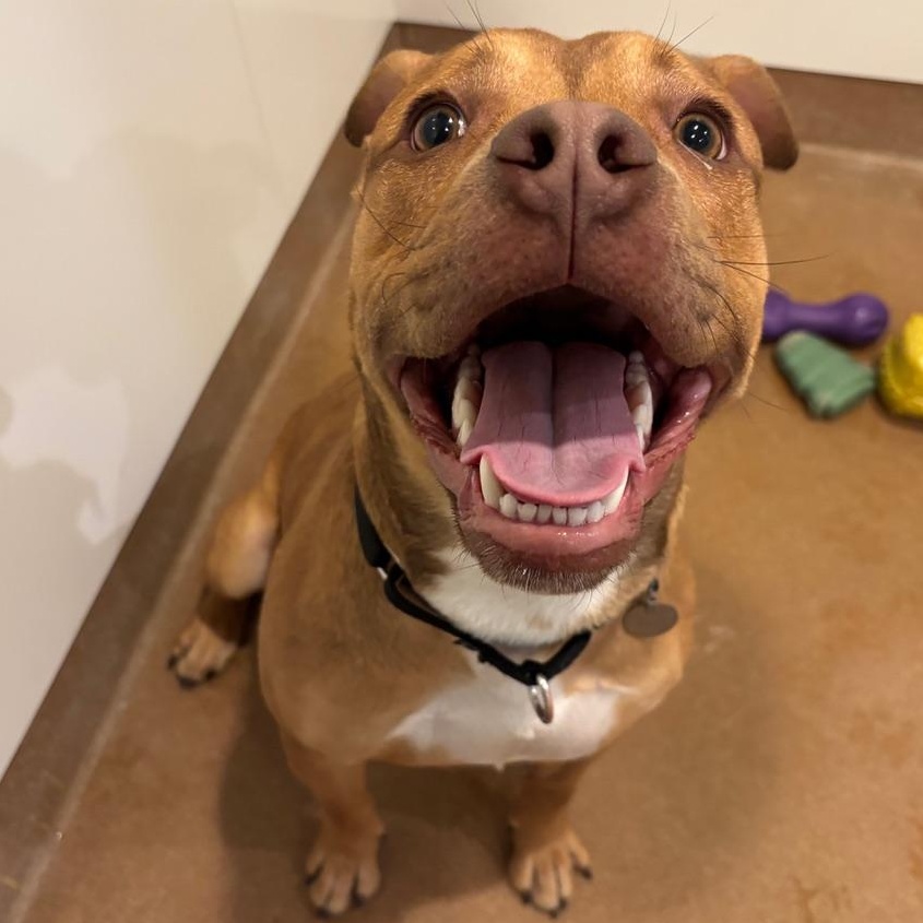 Enlarge Cade, a ADOPTABLE mixed breed in Chicago, IL image 2/3