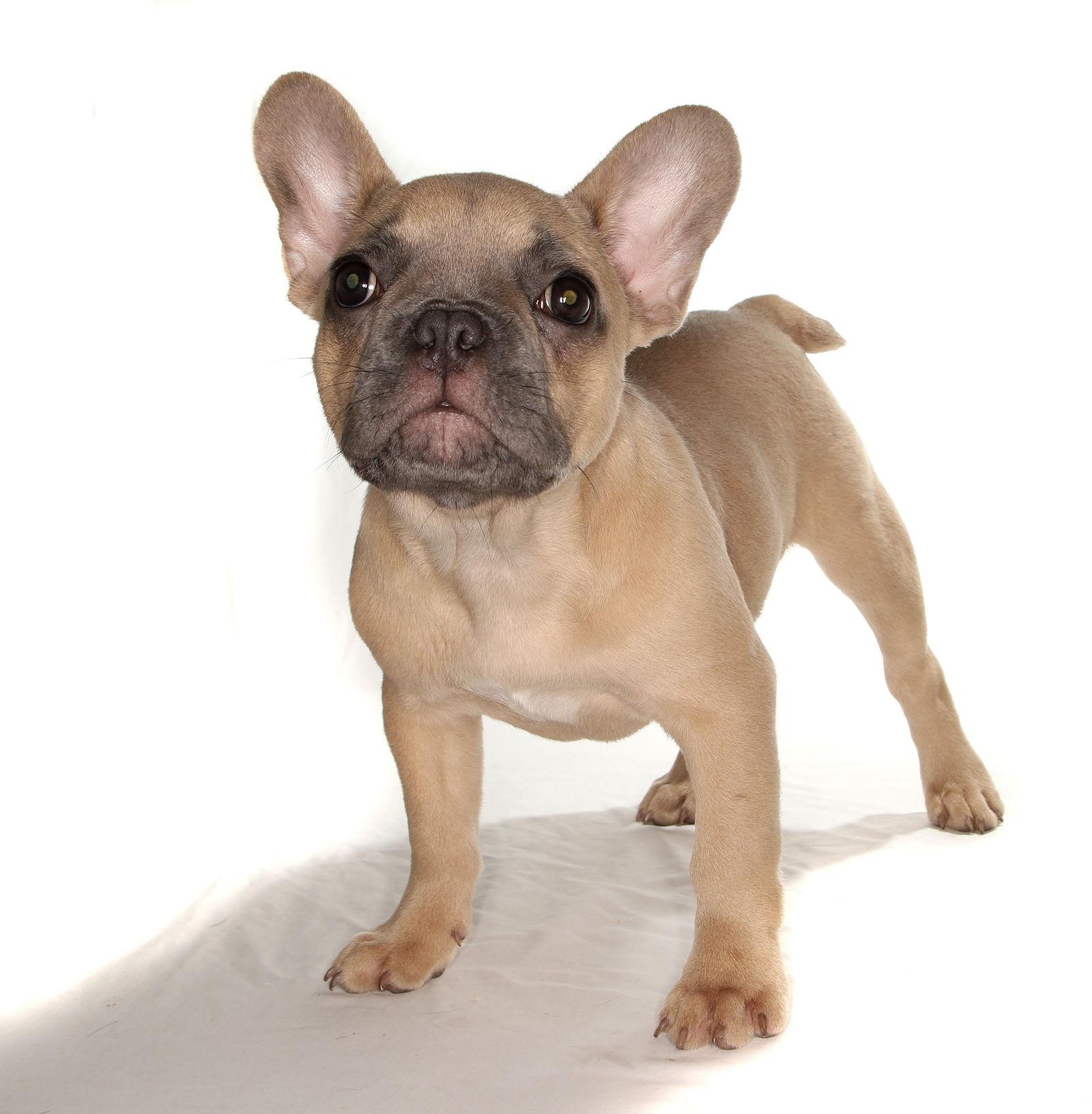 Jocelyn, Adopted, Puppy Female French Bulldog.