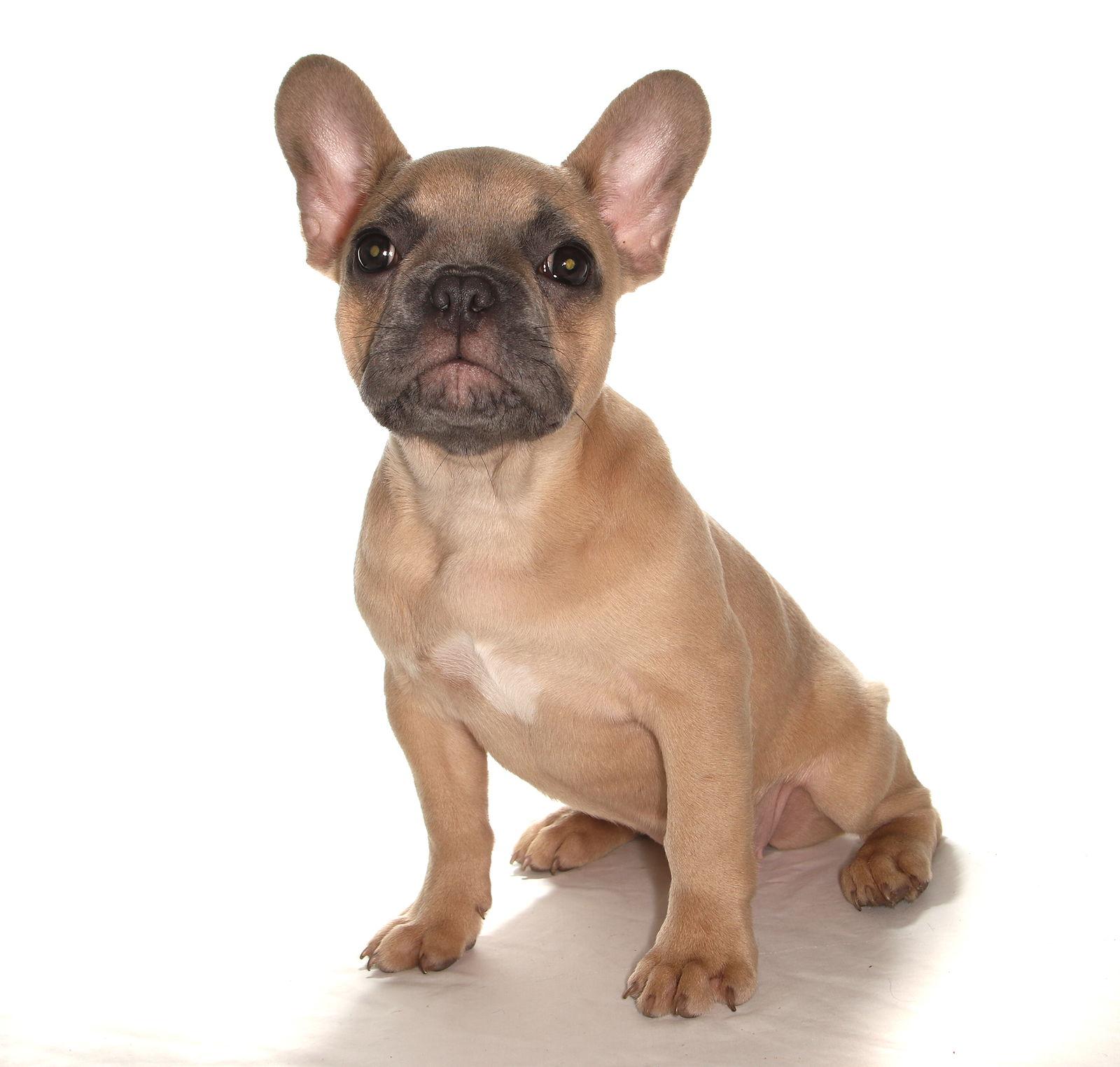 Jocelyn, a Adopted French Bulldog in Oakland Park, FL image 2/3