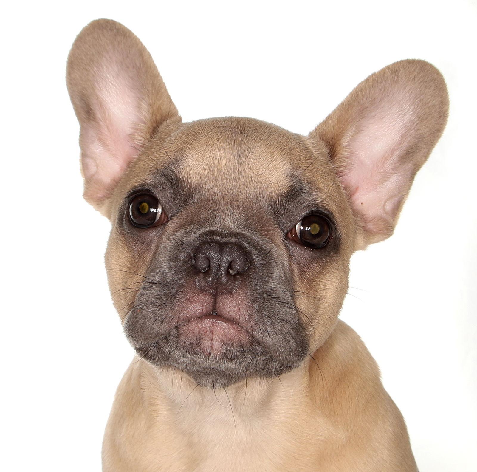 Jocelyn, a Adopted French Bulldog in Oakland Park, FL image 3/3