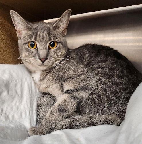 Softee - Petsmart Plantation - Foster Home, Adoptable, Young Female Domestic Short Hair.