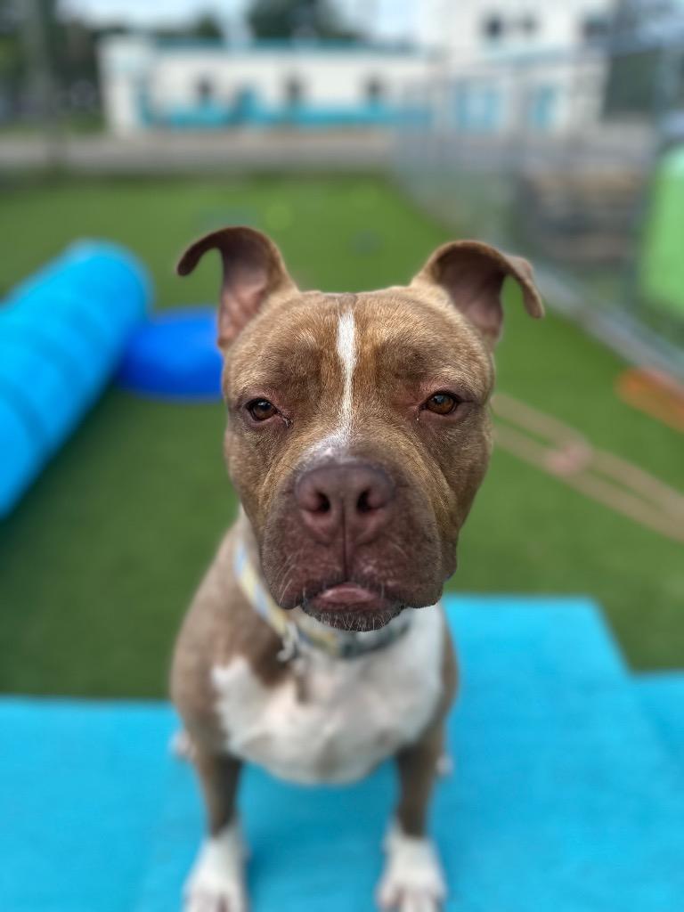 Bruno, Adoptable, Young Male Mixed Breed.