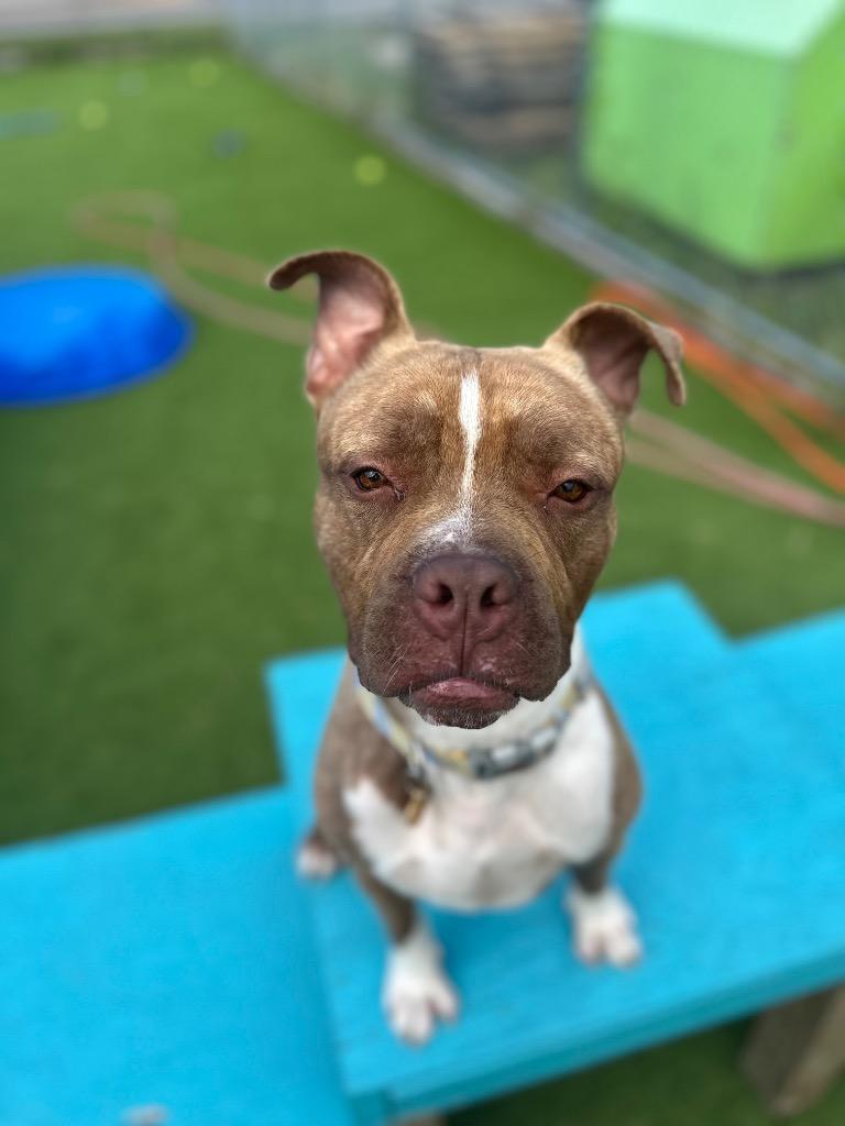 Enlarge Bruno, a Adoptable mixed breed in Detroit, MI image 2/3