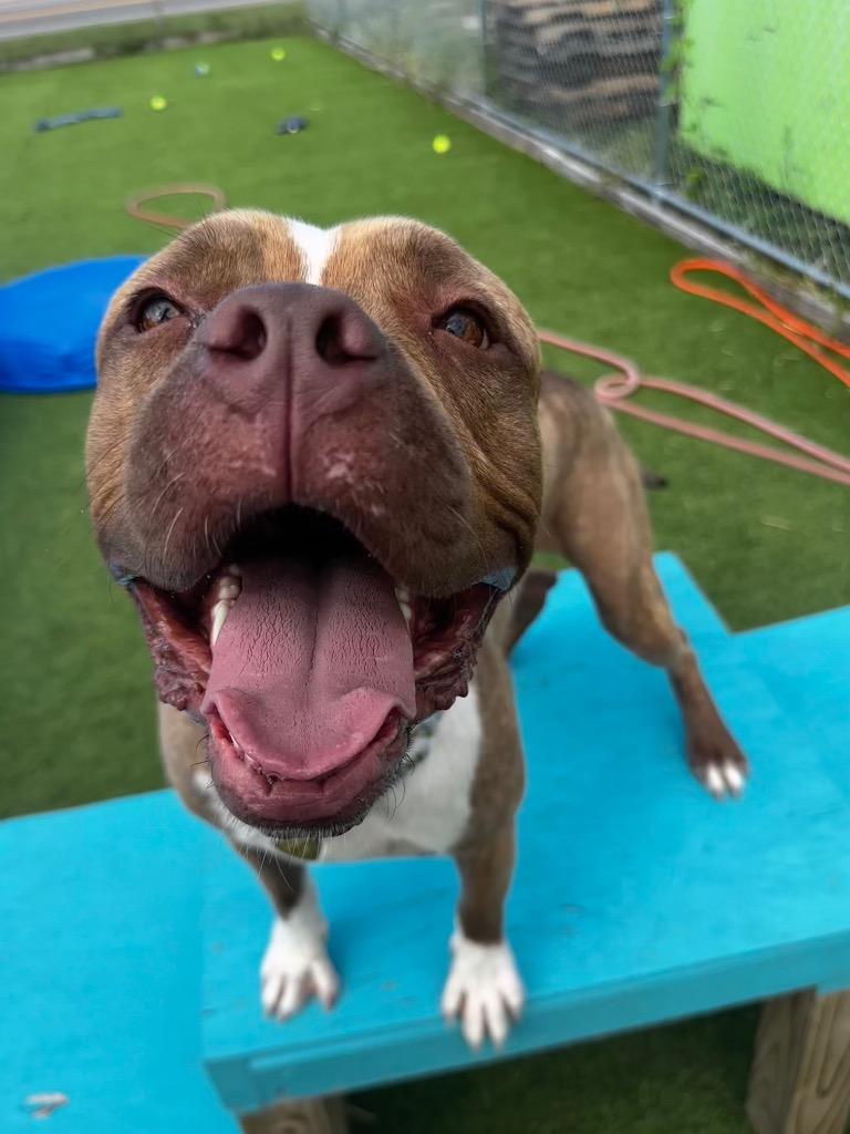 Enlarge Bruno, a Adoptable mixed breed in Detroit, MI image 3/3