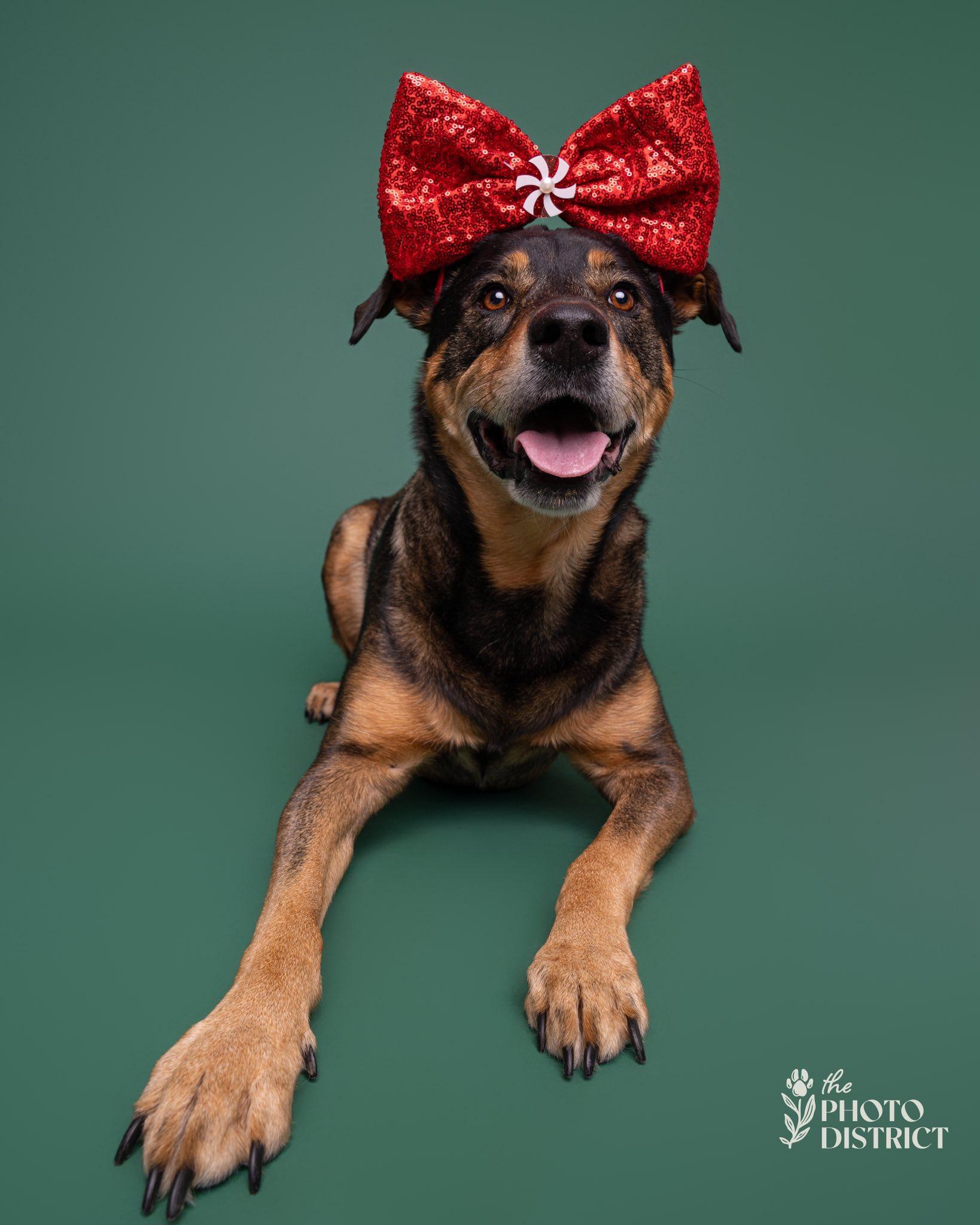 Pheobe, ADOPTABLE, Adult Female Labrador Retriever.