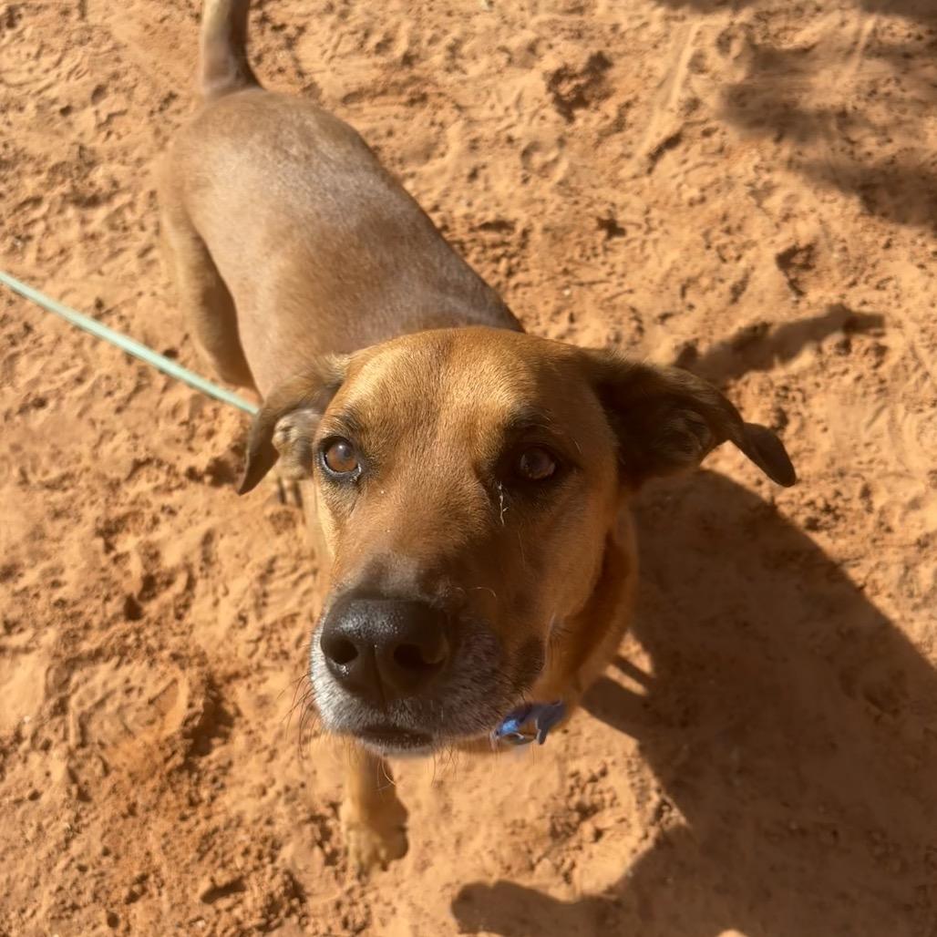 Enlarge Brad, a Adoptable mixed breed in Kanab, UT image 1/5